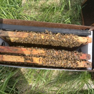 KBee 5 Frame Nucs